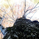 Illustration for article titled Shooting Challenge Fall Leaves Gallery 1